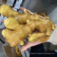 High quality fresh ginger market price per ton wholesale Ginger buyers for export in China Ginger